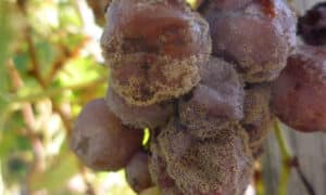 Grapes affected by Botytis